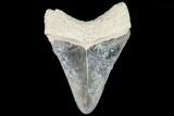 Serrated, Fossil Megalodon Tooth - Bone Valley, Florida #110464-1